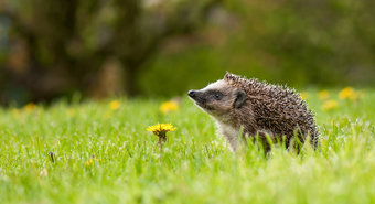 Support for a hedgehog rescue center