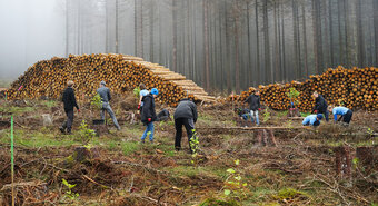 Waldaufforstung Harz